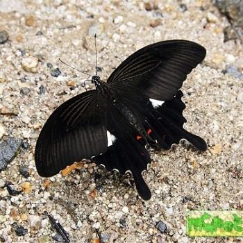 Papilio helenus