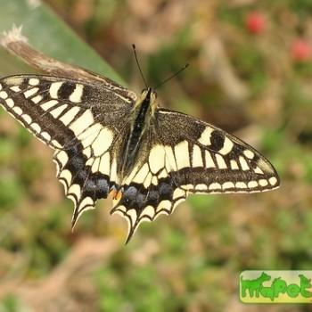 Papilio saharae