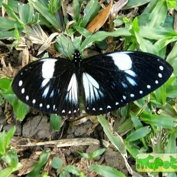 Papilio paradoxa