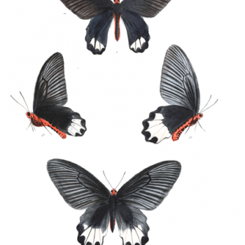 Atrophaneura zaleucus