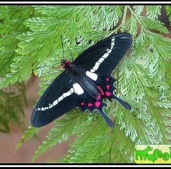 Parides agavus
