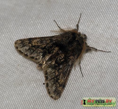 Apocheima hispidaria
