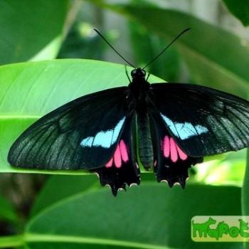 Parides lysander