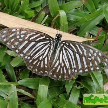 Graphium macareus