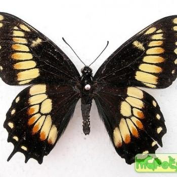 Papilio hellanichus