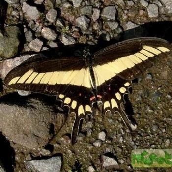 Papilio lamarchei