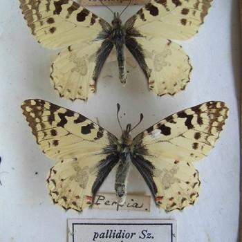 Allancastria louristana