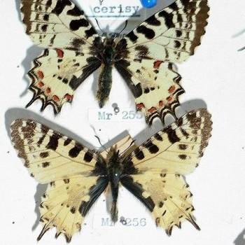 Allancastria caucasica