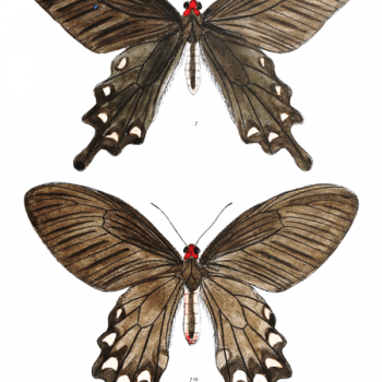 Atrophaneura plutonius