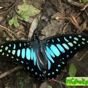 Graphium chironides
