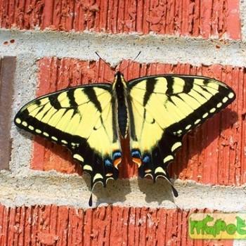 Papilio appalachiensis