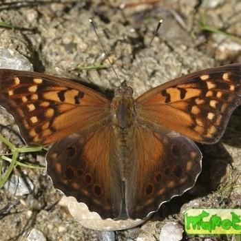 Asterocampa clyton