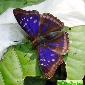 Doxocopa zunilda