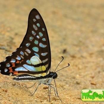 Graphium bathycles