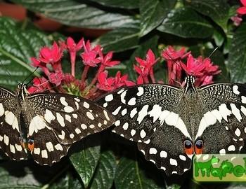 Papilio demodocus