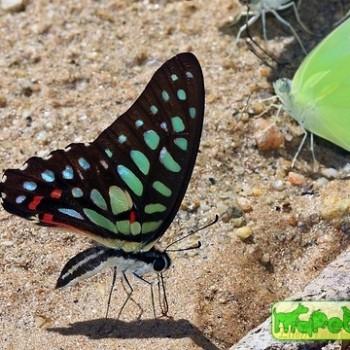 Graphium arycles