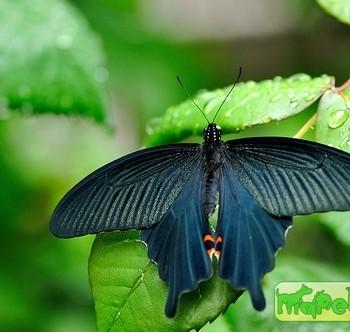 Papilio protenor