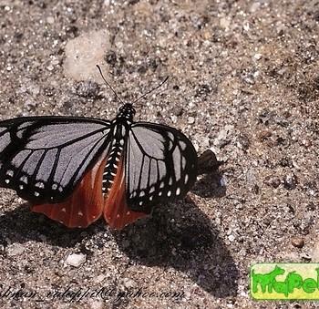 Papilio agestor