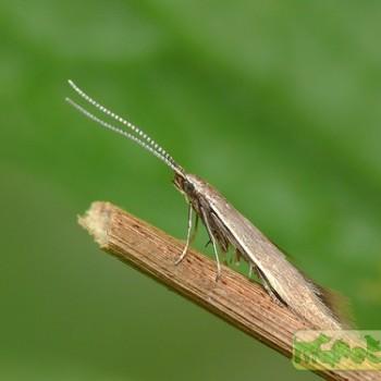 Coleophora caespititiella