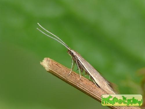 Coleophora caespititiella