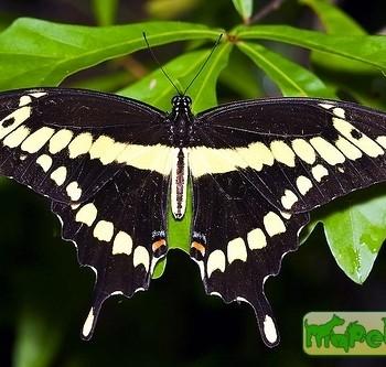Papilio cresphontes