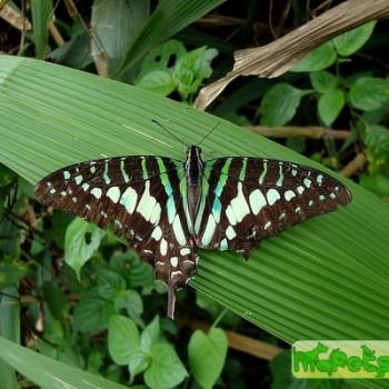 Graphium liponesco
