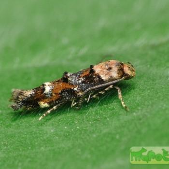 Mompha lacteella