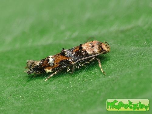 Mompha lacteella