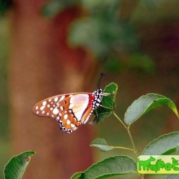 Graphium morania