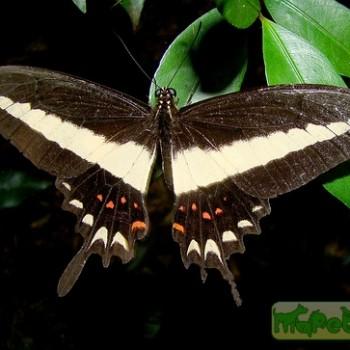 Papilio hectorides