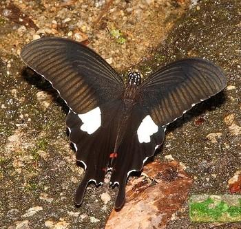 Papilio iswara