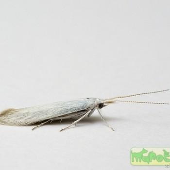 Coleophora ibipennella