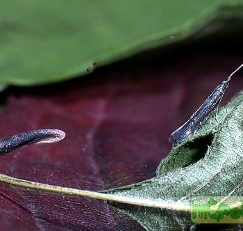 Coleophora albitarsella
