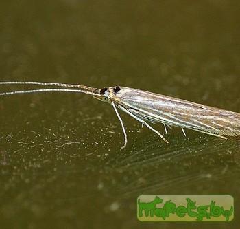Coleophora betulella