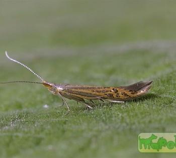Goniodoma limoniella