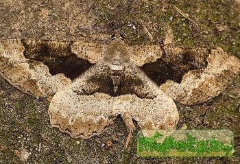 Alcis repandata