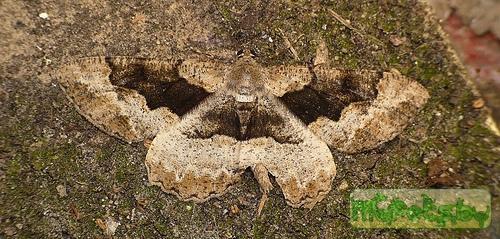 Alcis repandata