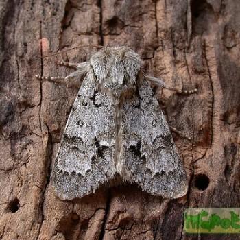 acronicta menyanthidis