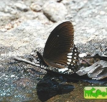 Papilio mahadeva