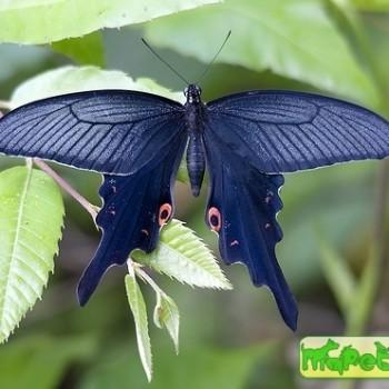 Papilio macilentus