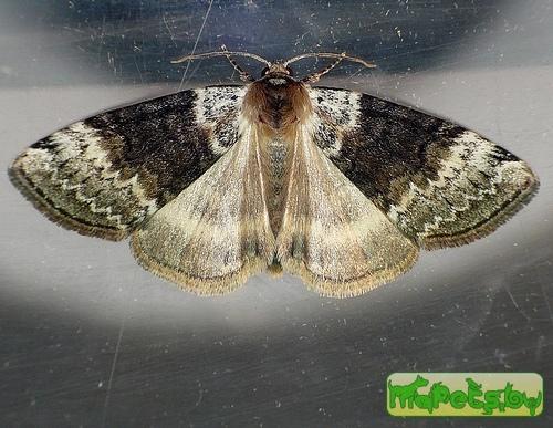 Tetheella fluctuosa
