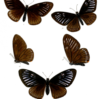 Papilio slateri