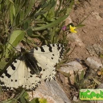Zerynthia cretica