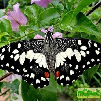 Papilio demoleus