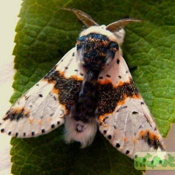 furcula bicuspis
