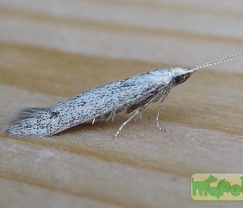 Coleophora hemerobiella