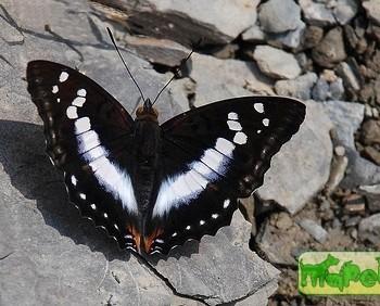 Mimathyma ambica
