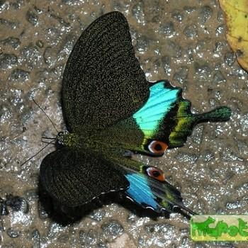 Papilio karna