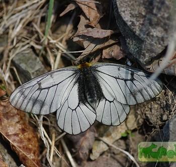 Parnassius glacialis