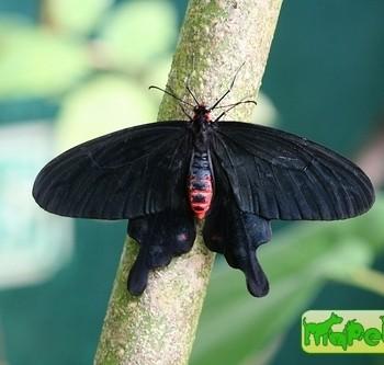 Pachliopta kotzebuea